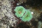 PICTURES/Oregon Coast Road - Cape Perpetua/t_Sea anemone green _5.JPG